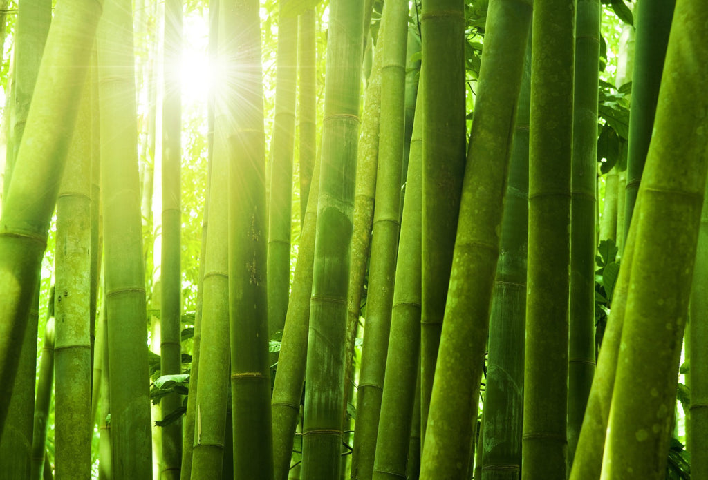 5 Reasons Bamboo Fabric Is Good for You and the Environment