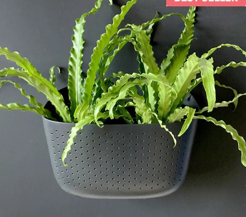 Woolly Pocket - Living Wall planters